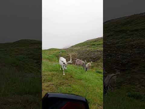 Norway Nordcap Reindeer everywhere!
