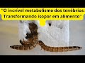 "O incrível metabolismo dos tenébrios: Transformando isopor em alimento"