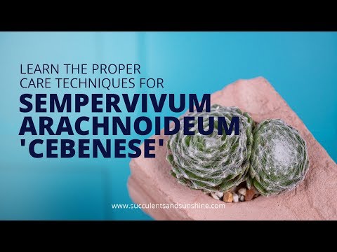 Cold-hardy Sempervivum arachnoideum &rsquo;Cebenese&rsquo; is perfect for all outdoor gardens!