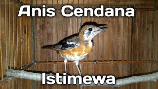Anis Cendana Istimewa