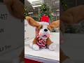 Christmas Doggy Homedepot Christmas Christmas2024 Christmasdecor 