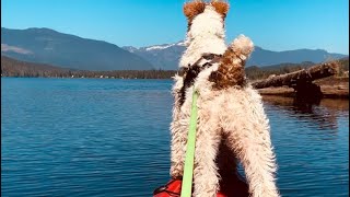 My dog Skipper the Wire Fox Terrier goes Kayaking 🏅 ! by Skipper the Clever Wire Fox Terrier 1,533 views 1 year ago 1 minute, 2 seconds