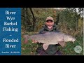 Barbel Fishing A Flooded & Rising River Wye - Fighting The Elements - 31/10/20 (Video 192)