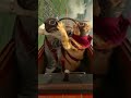 Two pilot cats take flight #adorable #animals #funnycat #animallife #animal #cat #funny