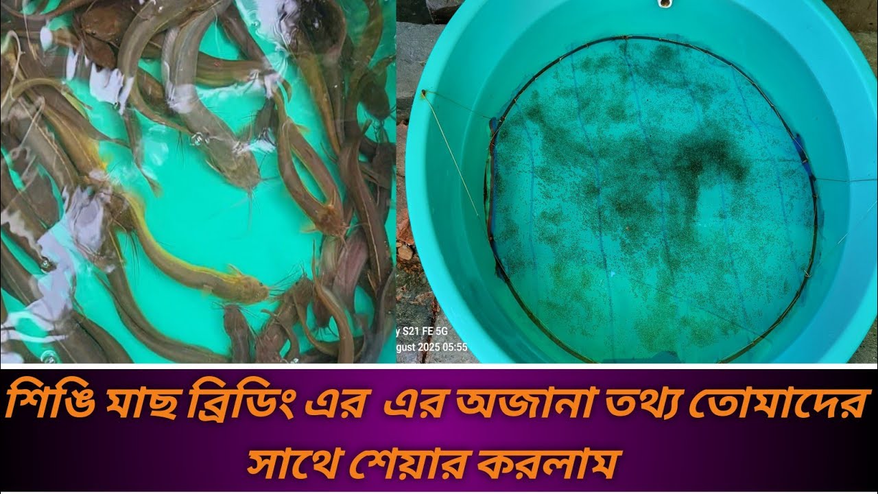 শিঙি মাছের ব্রিডিং পদ্ধতি। আজ অনেক অজানা তথ্য দিলাম