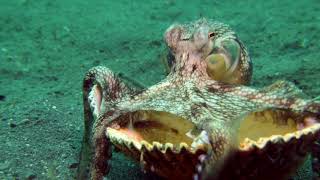 Download Lagu Diving Lembeh Strait, North Sulawesi 2024 MP3 Download Lagu Diving Lembeh Strait, North Sulawesi 2024 MP3