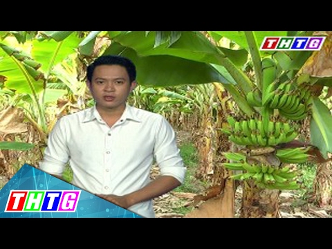 Cây lành trái ngọt ”Mô hình trồng chuối già Nam Mỹ″