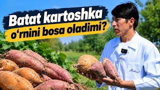 Batat kartoshka o‘rnini bosa oladimi?