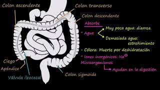 Colon, recto y ano | Fisiología del sistema gastrointestinal | Khan Academy en Español