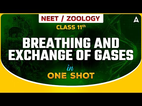 BREATHING AND EXCHANGE OF GASES CLASS 11 ONE SHOT 