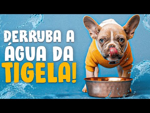 Vídeo: Como remover o cheiro de urina do cão fora