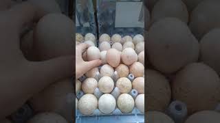 Купить инкубационное яйцо в воронежской области. Яйцо индейки размер. Яйца в Воронеже стоят 200. Яйца индейки купить. Индюшачьи яйца купить СПБ.