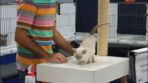 Watch the video about Zanadu Tiffany being judged