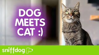 How to Introduce a Cat and Dog for the First Time Successfully!