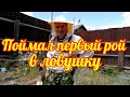 Поймал первый рой в ловушку!!! Счастью нет предела!!!