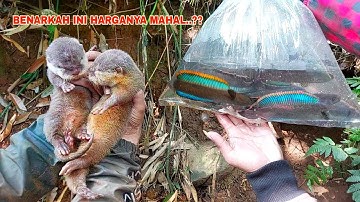 BERUNTUNG SEKALI..!! Menemukan Sarang Otter Saat Mancing Ikan Channa Limbata Disungai Seperti ini