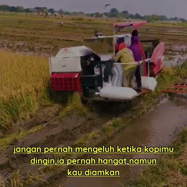 story wa combine (panen padi betal lawas) lagu kepaling