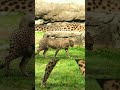 cheetah ki anokhi speed | cheetah kitni tej bhag sakta hai