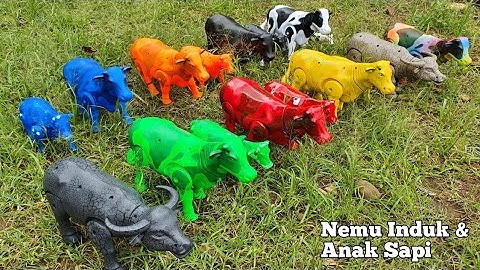 MENEMUKAN INDUK DAN ANAK SAPI, SAPI LUCU, SAPI WARNA-WARNI, SAPI KARTUN, SAPI JOGET, KERBAU LUCU