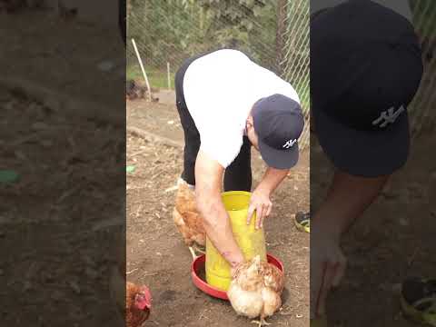 UN DÍA ESTAMOS MONTANDO BICI Y AL OTRO DIZQUE ALIMENTANDO GALLINAS, ESTO ES POR LA VENTANA.