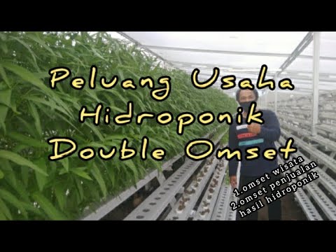 Peluang usaha sayur Hidroponik Kangkung bayam sawi dan selada  YouTube