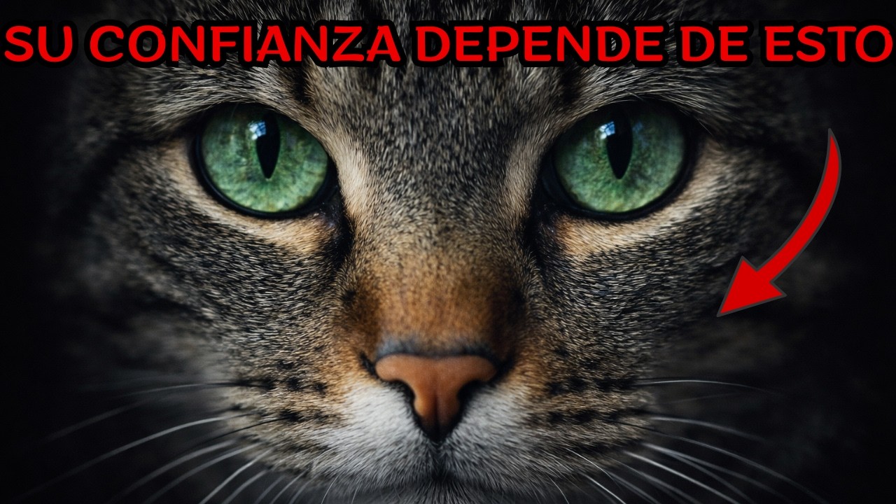 11 errores invisibles que rompen la confianza de tu gato (y que casi todos rompemos a diario)