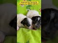 My puppies (kennel «Gross Erfolg»)