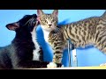 秒で攻略した子猫が得意げになっちゃいました
