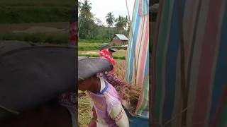 the way we harvest rice in the village || indonesia village life