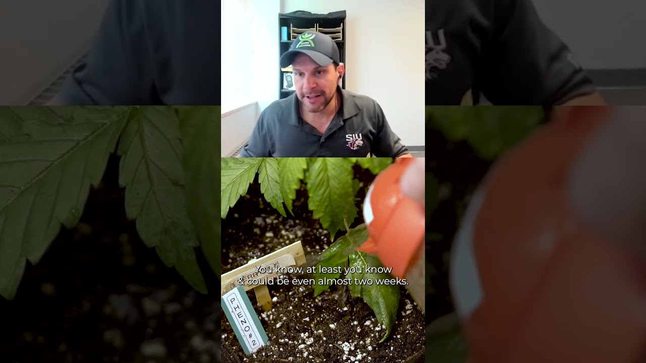 Forgot to Water Your Cannabis Plants? Here's What Happens