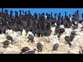 Islas Ballestas Paracas