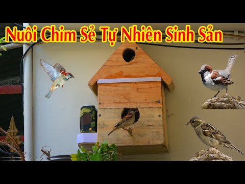 Video: Chim Trong Nhà để Xe