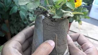 How To Grow Strawberries From Seeds | How To Grow Strawberries In Pots (Urdu/Hindi)