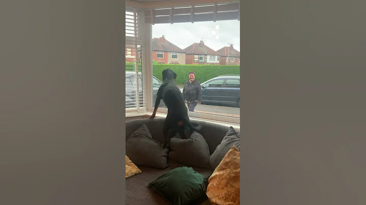 Rottweiler Extremely Happy to See Grandparents || ViralHog - DayDayNews