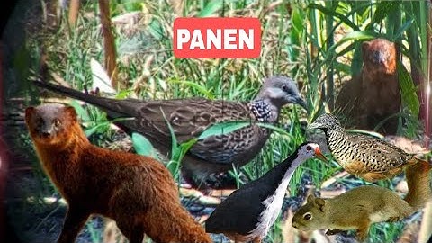 spot mlimpah , garangan, tekukur , tupai , puyuh , ruak ruak ada di spot ini