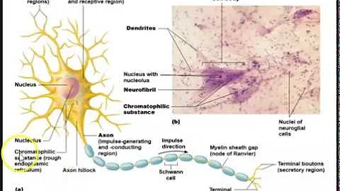 Human Anatomy Lecture  Ch 12 Nervous System Pt 1
