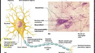 Human Anatomy Lecture  Ch 12 Nervous System Pt 1 Net Worth