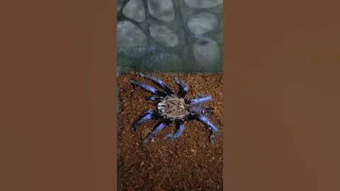 Borneo Neon Leg Tarantula