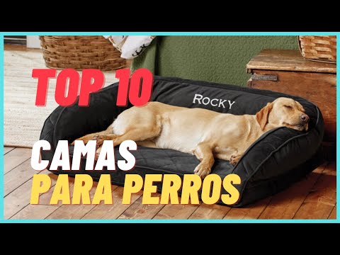 Video: Las mejores camas para perros lavables