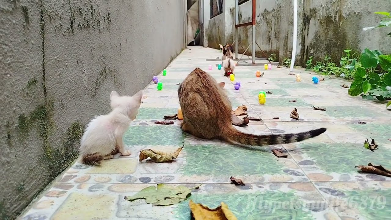 Two Orphaned Kittens Found Their Way Into The House of Hope