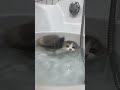 Cat fish 🐡 #fy #cat #kucingbelangtiga #youtubeshort #funny #kucinglucubandung #beranda #memes