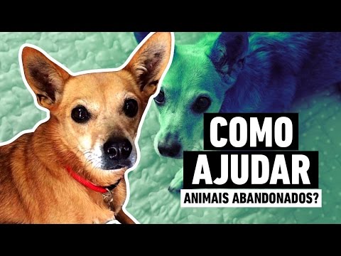 Vídeo: Como Ajudar Os Animais