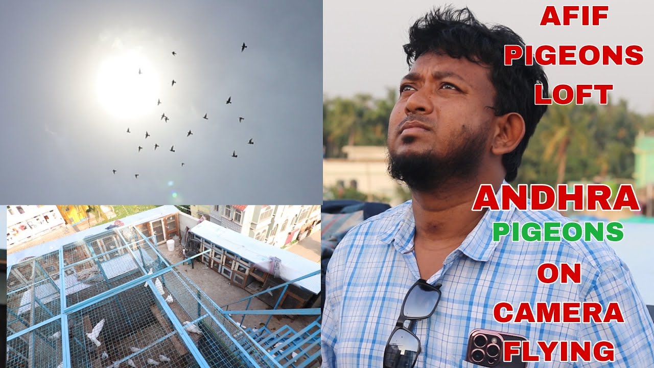 Andhra Pigeons on Camera Flying at Afif Pigeon Loft ( Part - 2 ) - Akra , Kolkata  - 6290287882