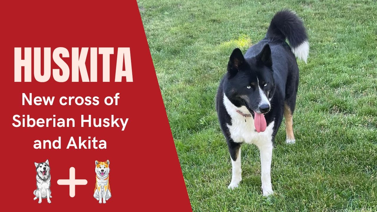 japanese akita x husky