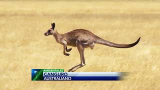 Conoce acerca del canguro y que es lo que lo hace un animal tan interesante