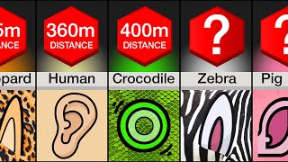 Comparison: Animals Ranked By Hearing by WatchData 33,362 views 1 month ago 3 minutes, 3 seconds