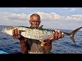 King Fish &amp; Grouper Fish Caught Using Live Indian Mackerel Fish