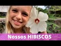 Nossos HIBISCOS 🌺 Mostramos todos as espécies de hibiscos que temos aqui em casa muda por estaca! 🌺🏡