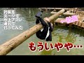 【社長イジり】社長をスーツで水上アスレチックに連れていってみた 後編