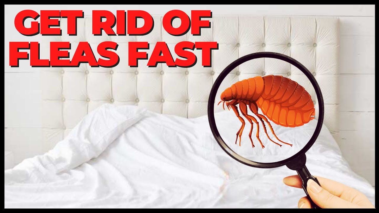 How To Get Rid Of Fleas Fast? Natural Solutions - YouTube